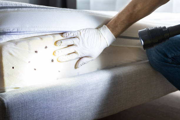 Best Insect Control  in Fresno, TX