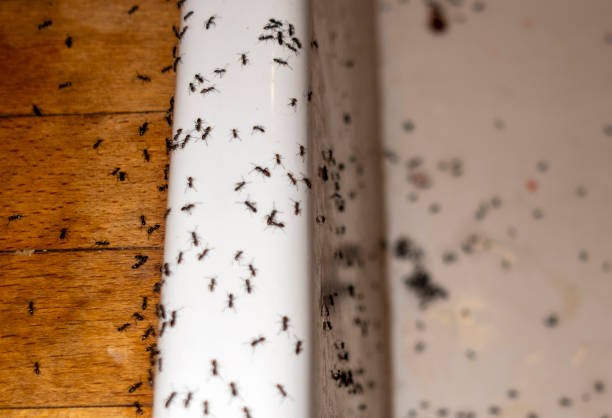 Best Best Pest Control Companies  in Fresno, TX